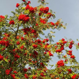 Jarabina turingová (Sorbus thuringiaca) ´FASTIGIATA´  - výška 170-220cm, kont. C5L